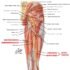 Semitendinosus Muscle – Origin, Nerve Supply, Function