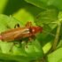 Carbo Vegetabilis; Uses, Dosage, Site Effects, Interactions