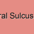Paracentral Sulcus Dysfunction
