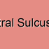 Paracentral Sulcus Dysfunction