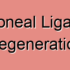 Peritoneal Ligament Degeneration