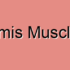Piriformis Muscle Spasm