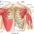 Muscles Attachment of Upper Arm – Blood Supply