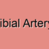 Posterior Tibial Artery Tumors