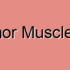 Psoas Minor Muscle Disorders