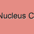 Red Nucleus Lesions