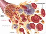 Red Blood Cell Destruction