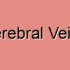 Septal Cerebral Vein Malformation