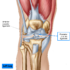 ACL Tear – Causes, Symptoms, Diagnosis, Treatment