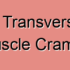 Superficial Transverse Perineal Muscle Injuries