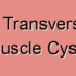 Superficial Transverse Perineal Muscle Masses