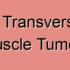 Superficial Transverse Perineal Muscle Injuries