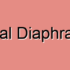 Urogenital Diaphragm Spasm