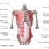 Anatomy of Transversus Abdominis Muscle; Nerve Supply