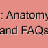 Intervertebral Discs: Anatomy, Functions, and FAQs