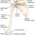 Ligament of Shoulder Girdle – Anatomy, Bursa